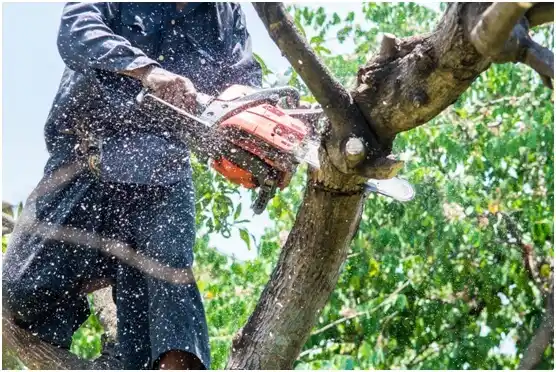 tree services Molalla